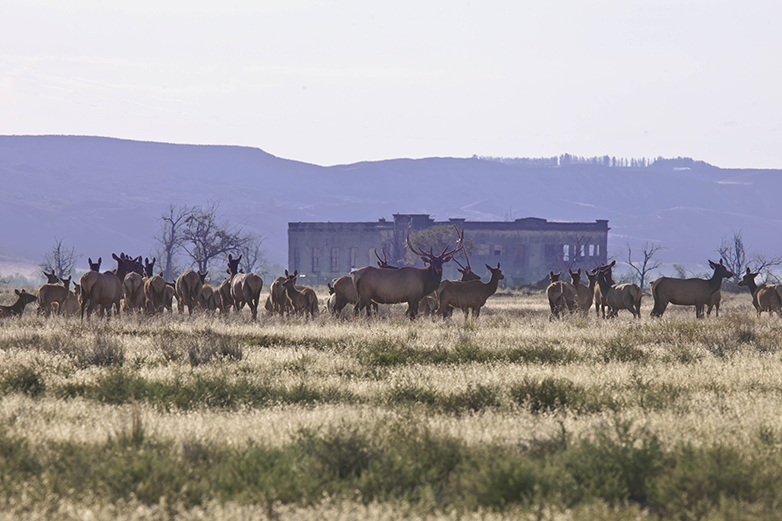 Herd of elk grazing on grass and brush.